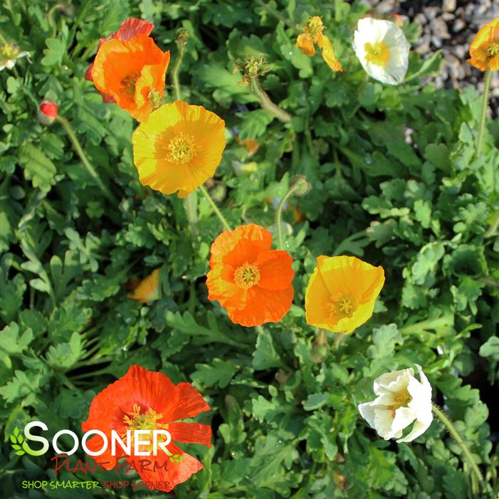 Garden Gnome Iceland Poppy Sooner Plant Farm