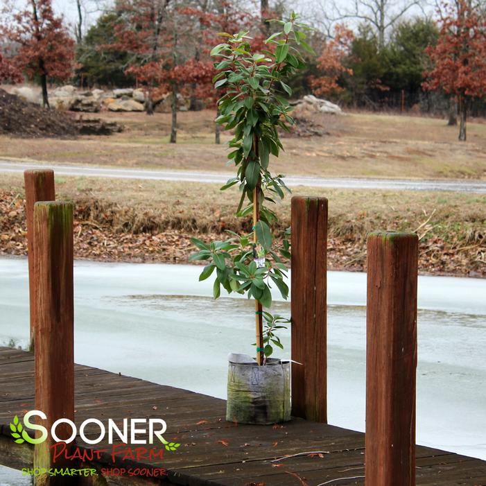 Marina Strawberry Tree Sooner Plant Farm