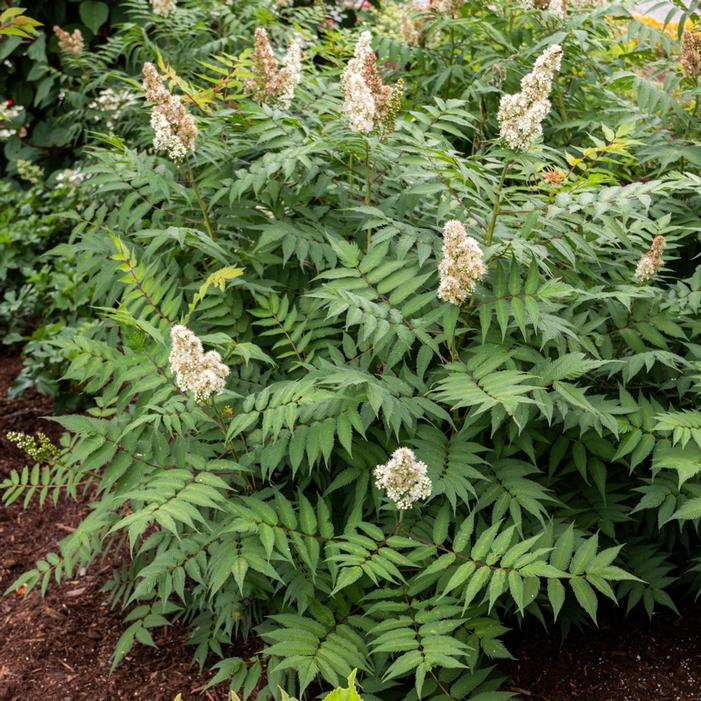 Cherry On Top™ Sorbaria Sooner Plant Farm