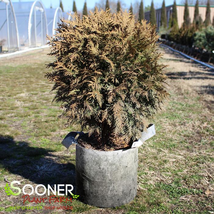 Woodward Globe Arborvitae Sooner Plant Farm