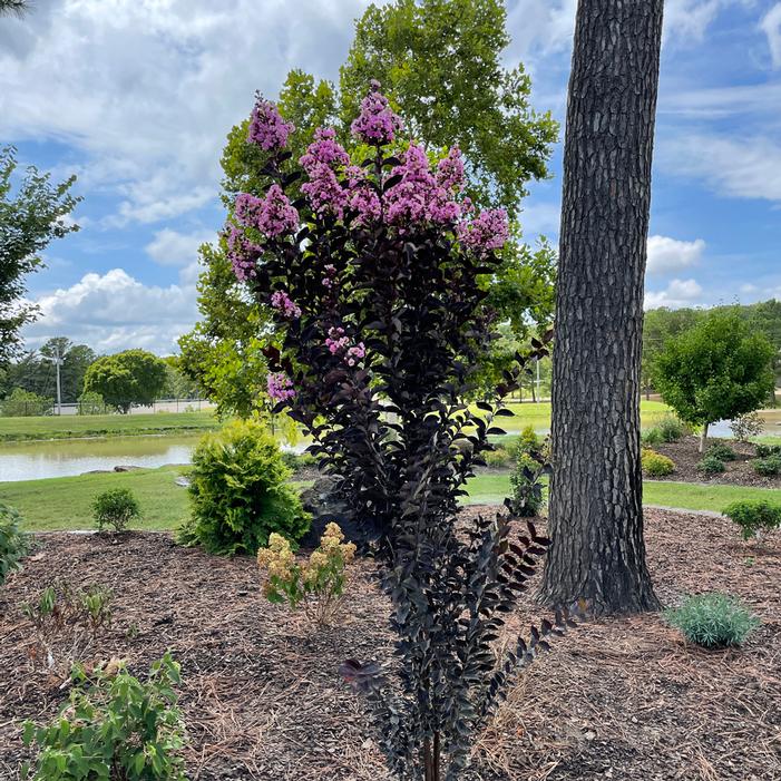 Thunderstruck™ Lavender Skies™ Crapemyrtle Sooner Plant Farm