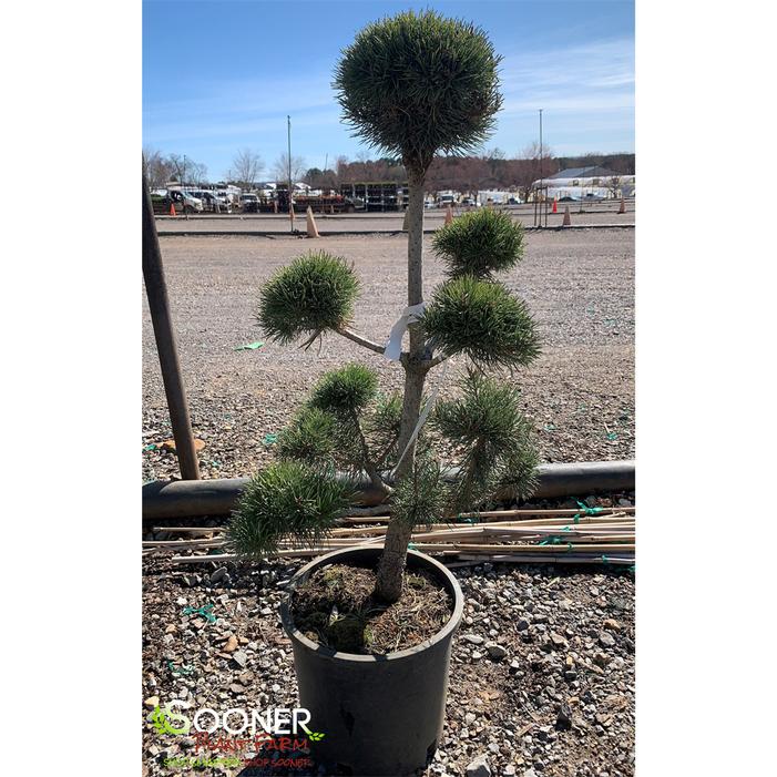 Pom Pom Scotch Pine Topiary Sooner Plant Farm