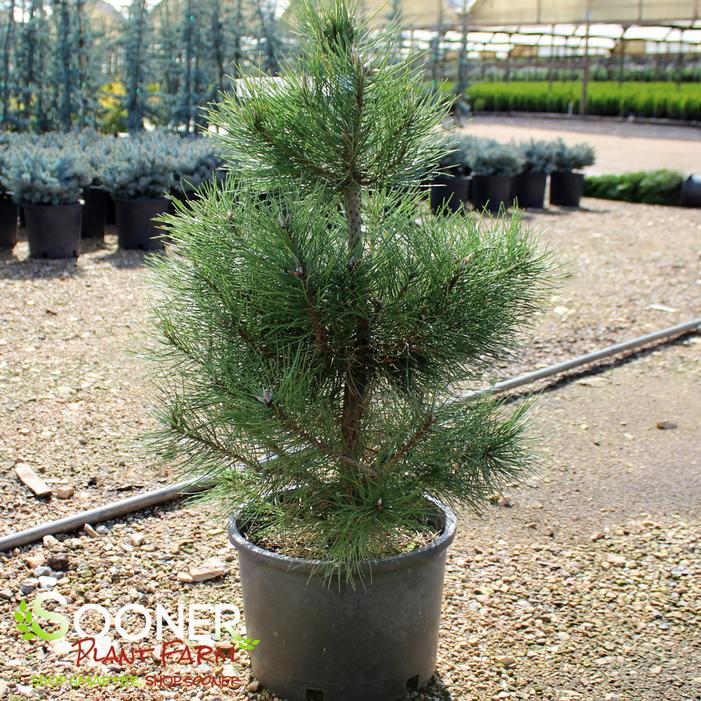 Austrian Pine Sooner Plant Farm