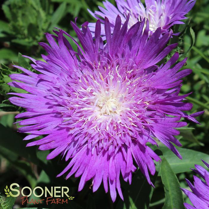 Honeysong Purple Stokes Aster Buy Online, Best Prices