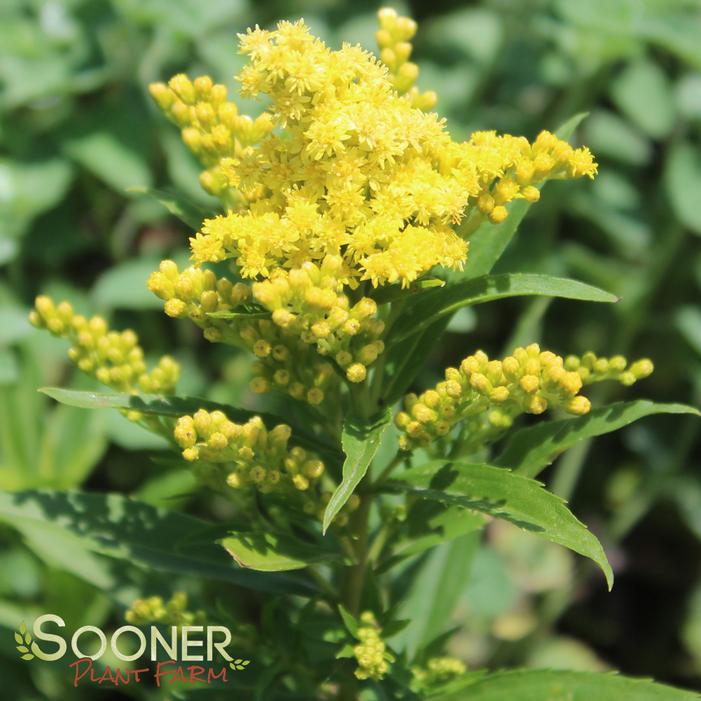 Little Lemon Goldenrod Sooner Plant Farm
