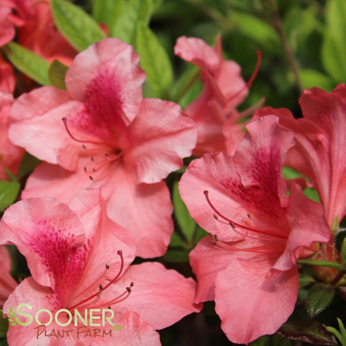 AUTUMN CORAL® ENCORE® Azalea Buy Online, Best Prices