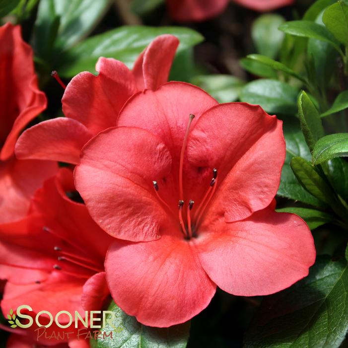 Autumn Sunset™ Encore® Azalea Buy Online, Best Prices