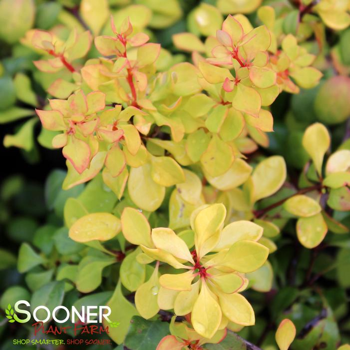 Bonanza Gold™ Barberry Buy Online, Best Prices