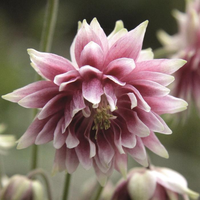Nora Barlow Columbine Sooner Plant Farm