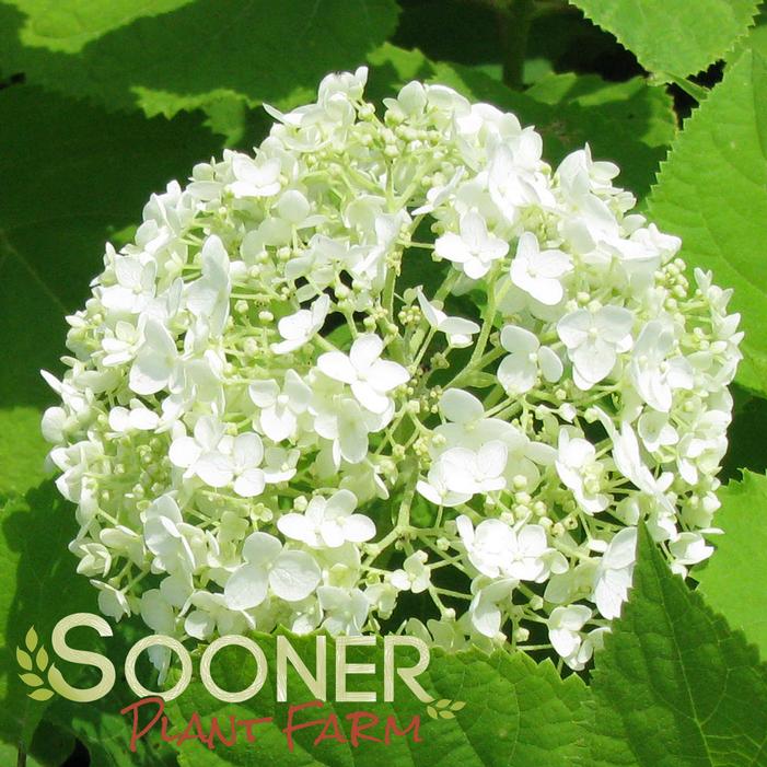 Annabelle Hydrangea Sooner Plant Farm