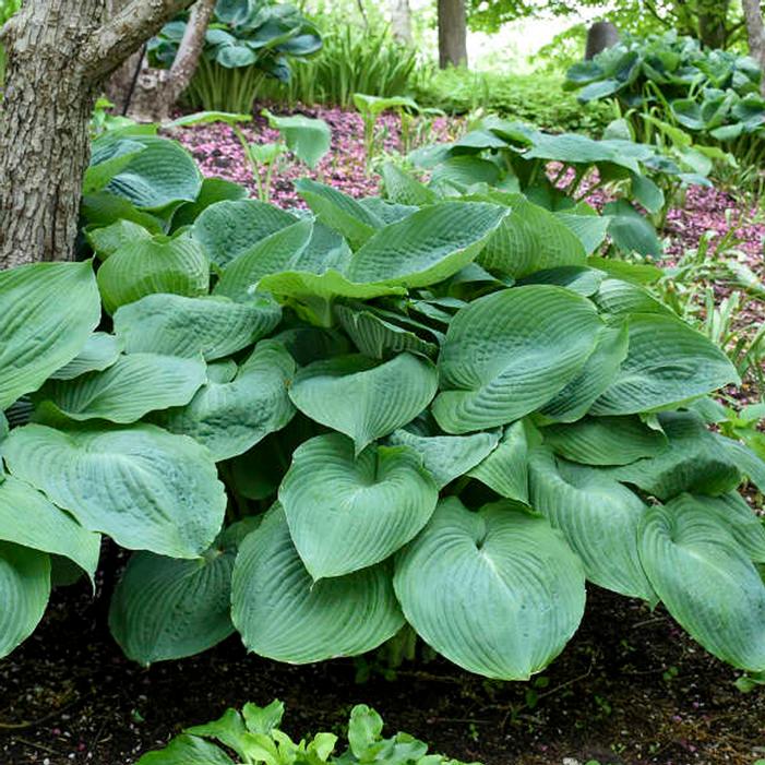 Big Daddy Hosta Sooner Plant Farm