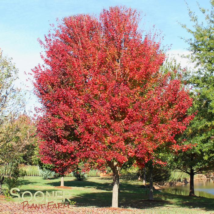 Red Sunset® Maple Sooner Plant Farm