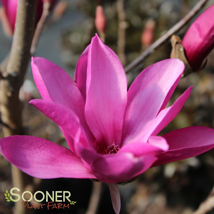 Ann Magnolia Buy Online, Best Prices