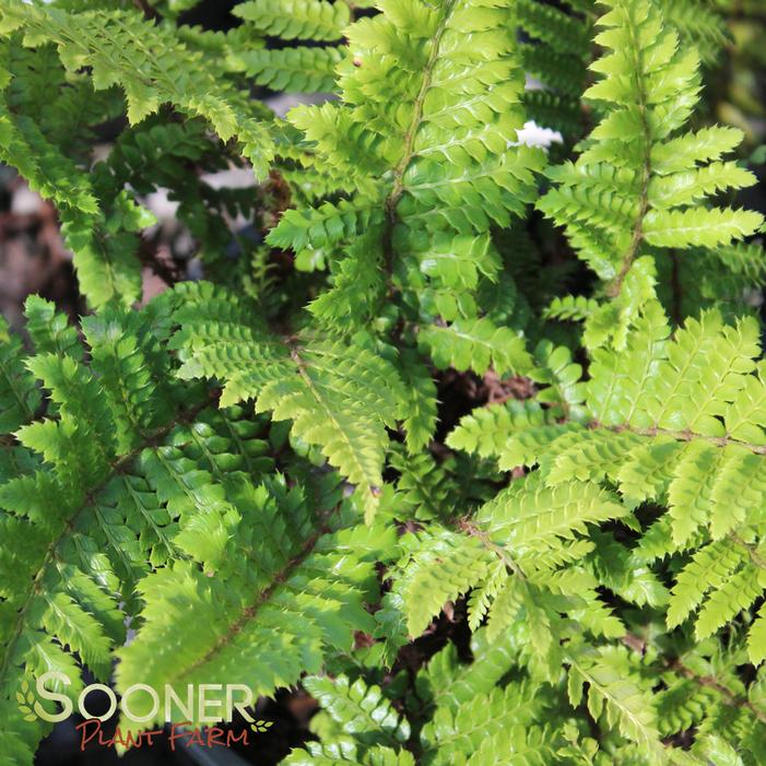 Tassel Fern Sooner Plant Farm
