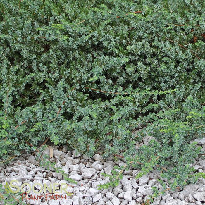 Blue Pacific Juniper Sooner Plant Farm