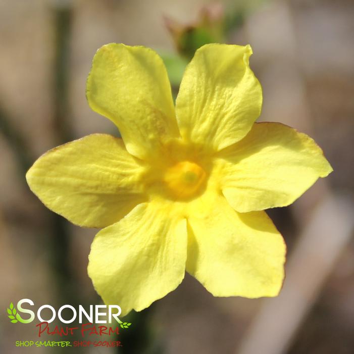 Winter Jasmine Sooner Plant Farm