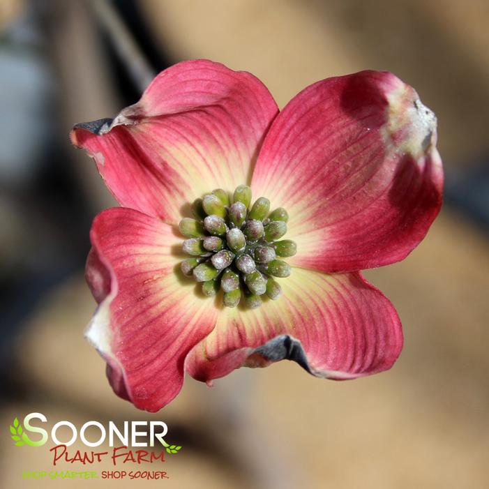Red Flowering Dogwood Sooner Plant Farm