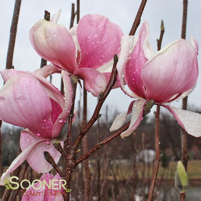 Saucer Magnolia Sooner Plant Farm