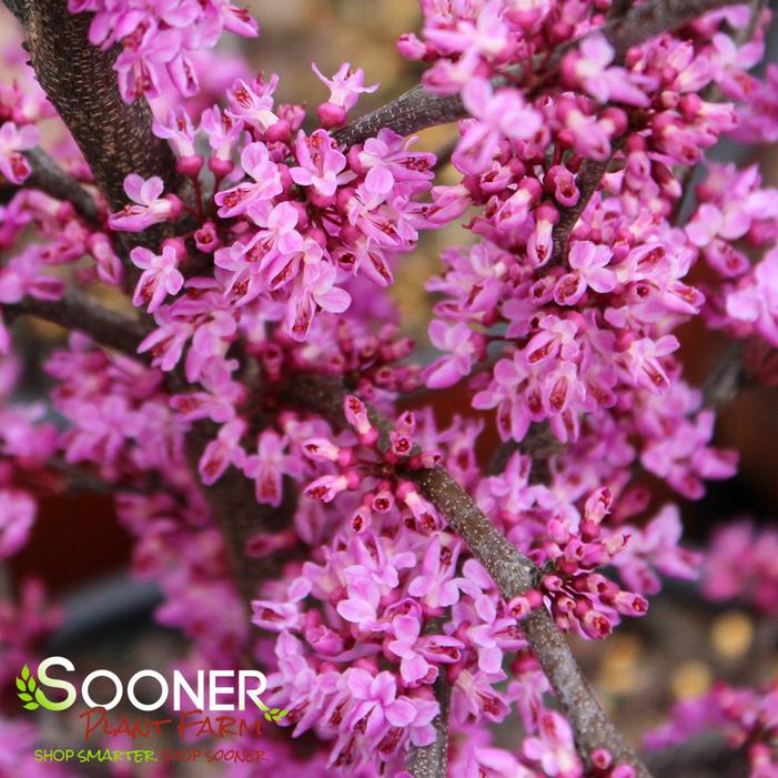 Ace of Hearts Redbud Sooner Plant Farm