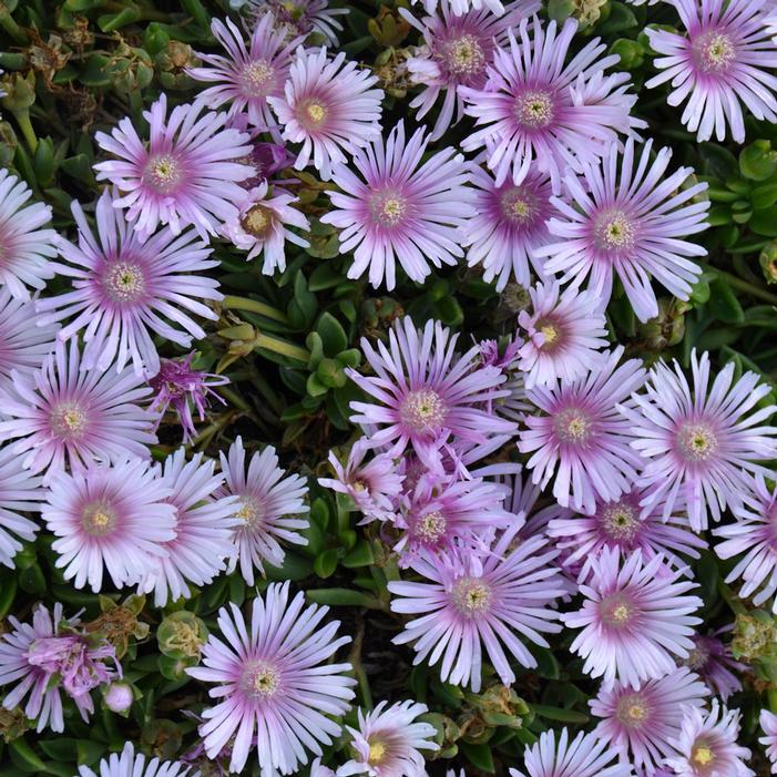 Lavender Ice Plant Sooner Plant Farm