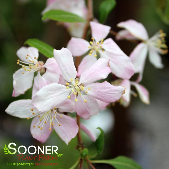 Louisa Weeping Crabapple Sooner Plant Farm