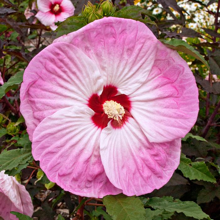 Tie Dye Hardy Hibiscus Sooner Plant Farm
