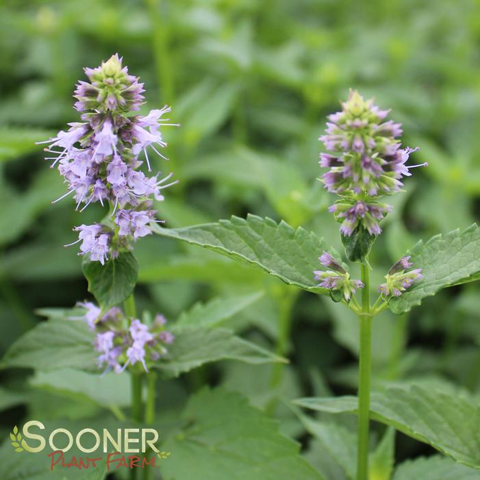 Black Adder Hyssop Sooner Plant Farm