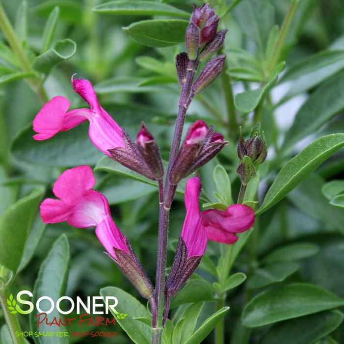 Pink Autumn Sage Sooner Plant Farm