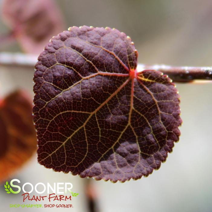 Red Fox Katsura Tree Sooner Plant Farm