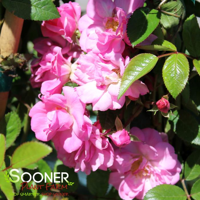 How To Plant A Peggy Martin Rose Bush at Laura Strong blog