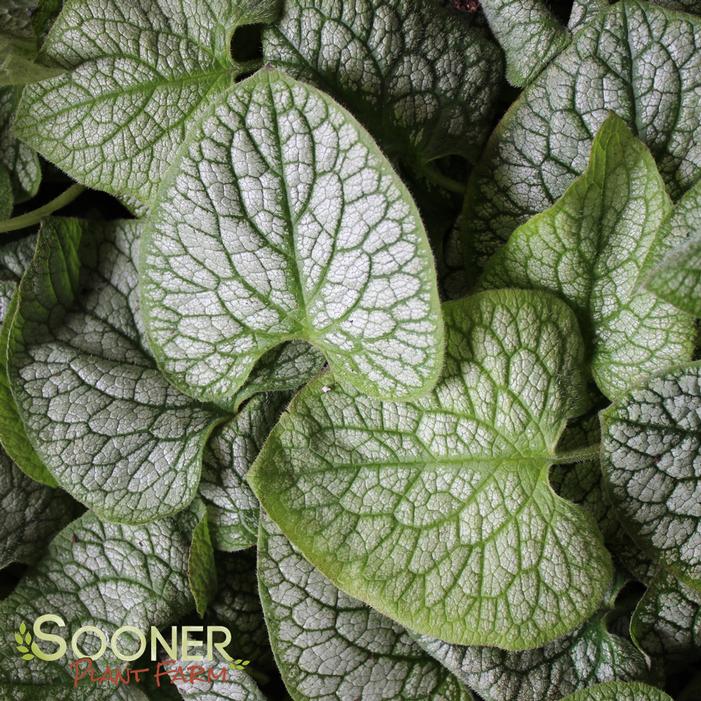 Jack of Diamonds Brunnera Sooner Plant Farm