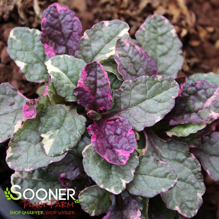 Burgundy Glow Ajuga Sooner Plant Farm
