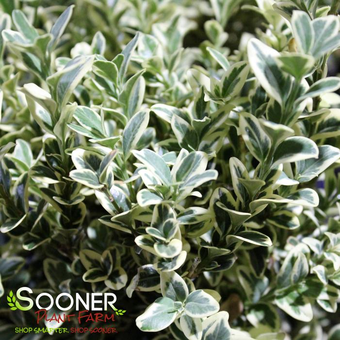 Variegated English Boxwood Sooner Plant Farm