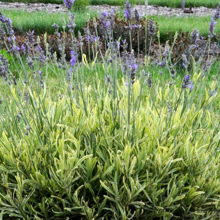 Platinum Blonde™ Lavender Sooner Plant Farm