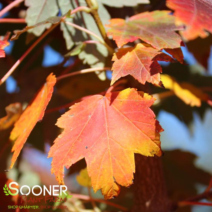 Sun Valley Maple Sooner Plant Farm