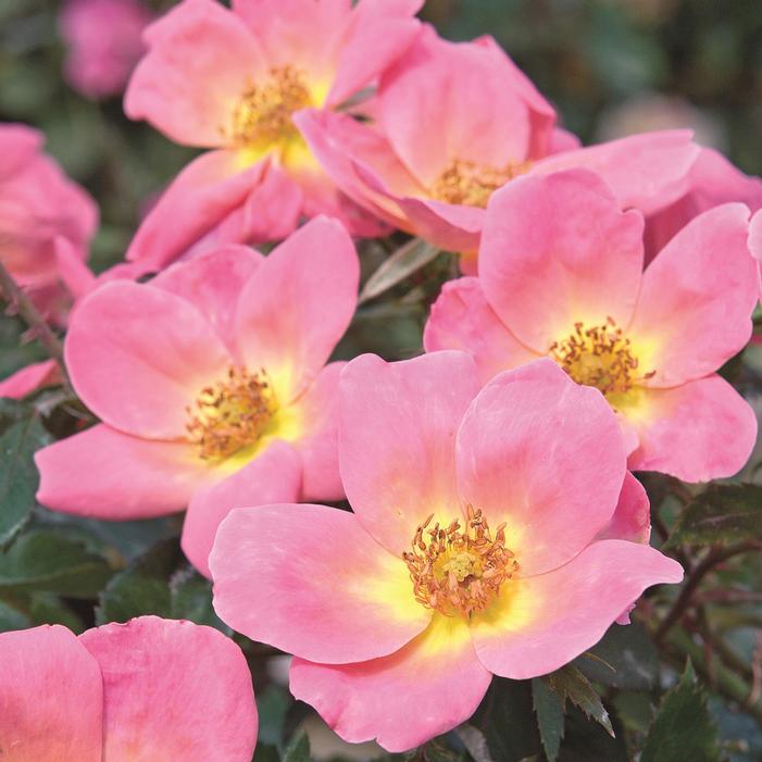 Rainbow Knock Out® Rose Buy Online, Best Prices