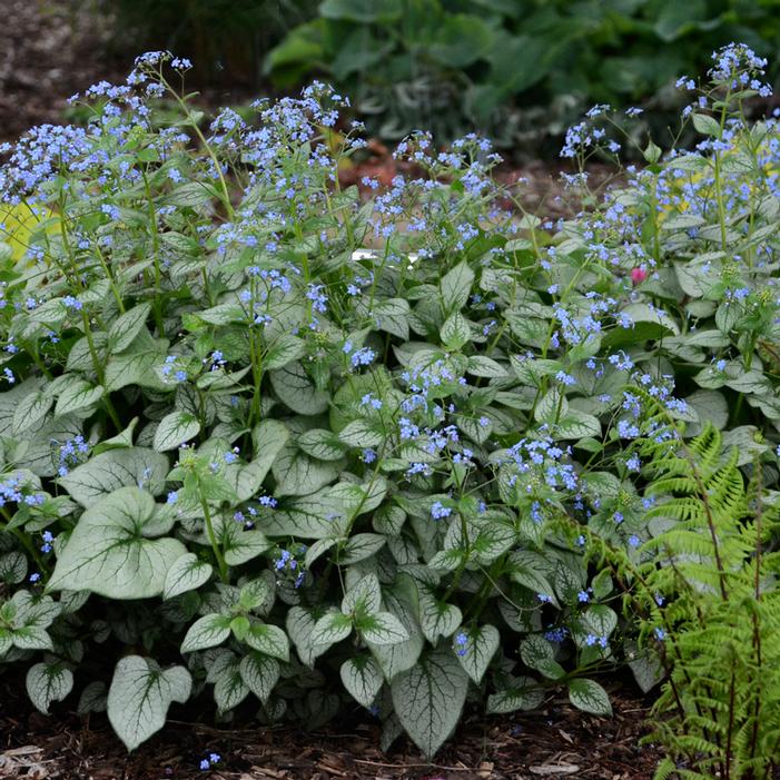 Looking Glass Brunnera Sooner Plant Farm