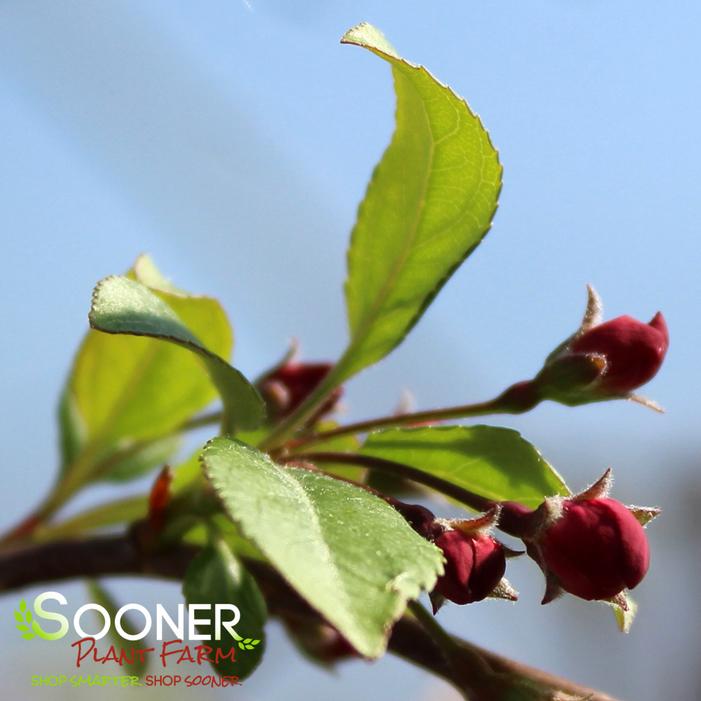 Louisa Weeping Crabapple Sooner Plant Farm