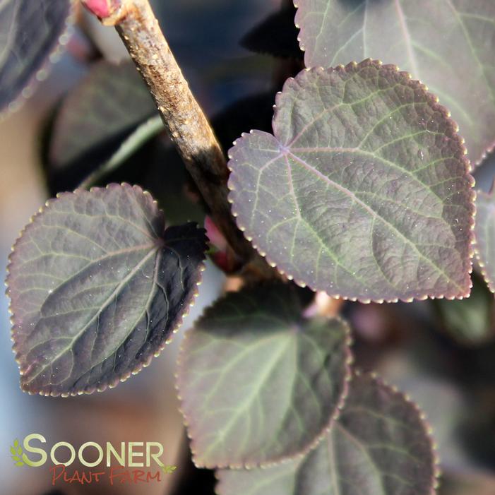 Red Fox Katsura Tree Sooner Plant Farm