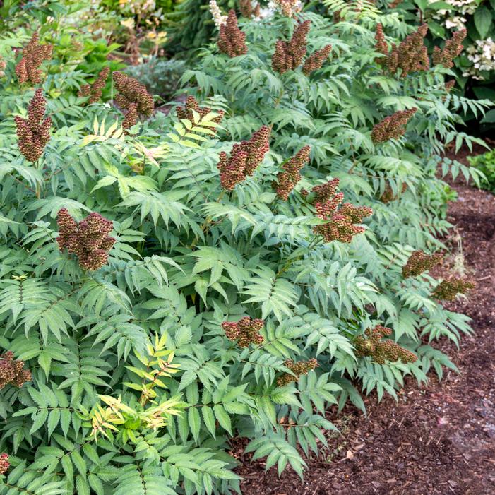 Cherry On Top™ Sorbaria Sooner Plant Farm