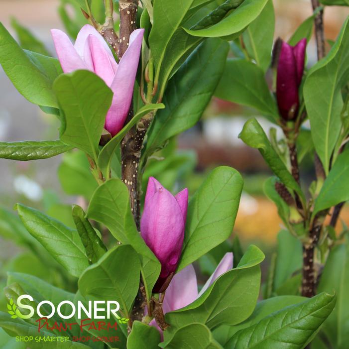 Ann Magnolia Sooner Plant Farm