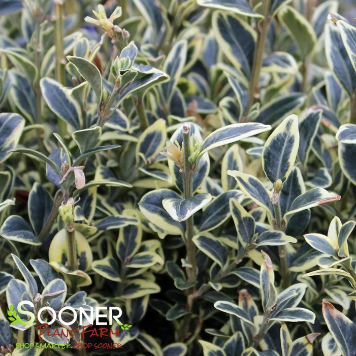 Variegated English Boxwood Sooner Plant Farm