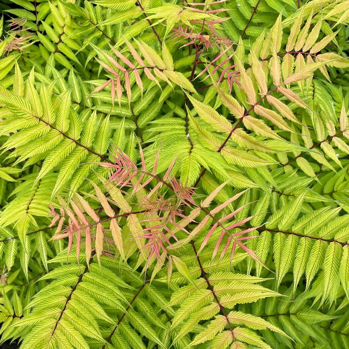Cherry On Top™ Sorbaria Sooner Plant Farm