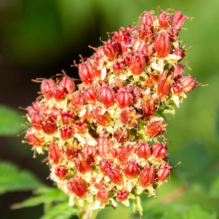 Cherry On Top™ Sorbaria Sooner Plant Farm