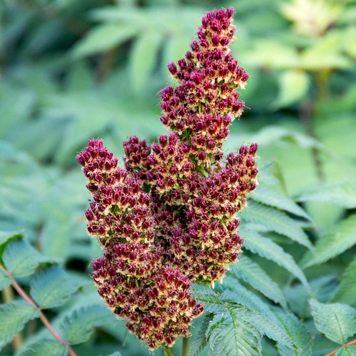 Cherry On Top™ Sorbaria Sooner Plant Farm