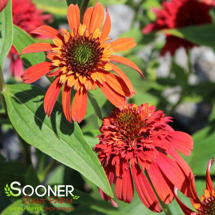 Hot Papaya Coneflower Sooner Plant Farm