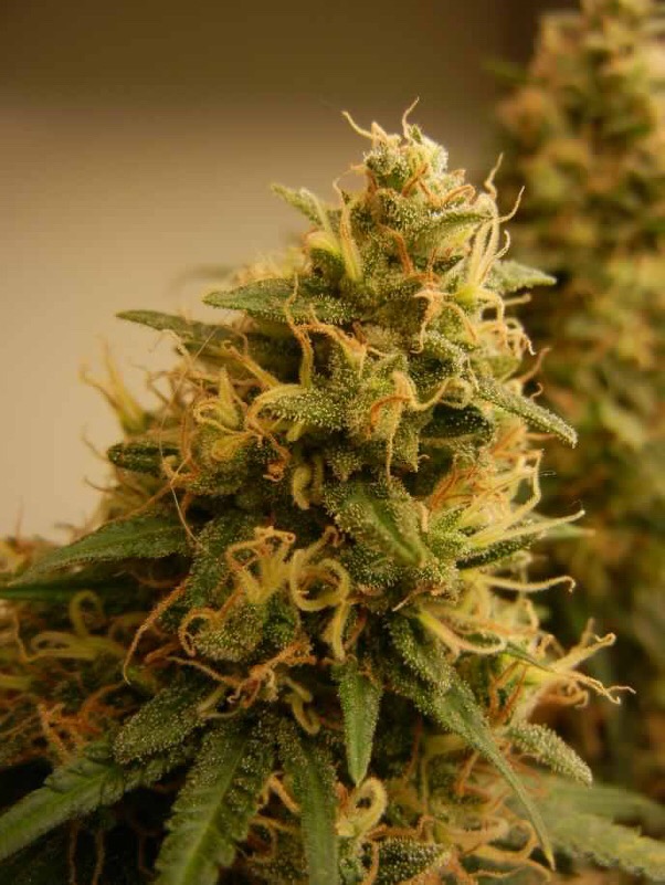 Oregon Purple Bud Regular