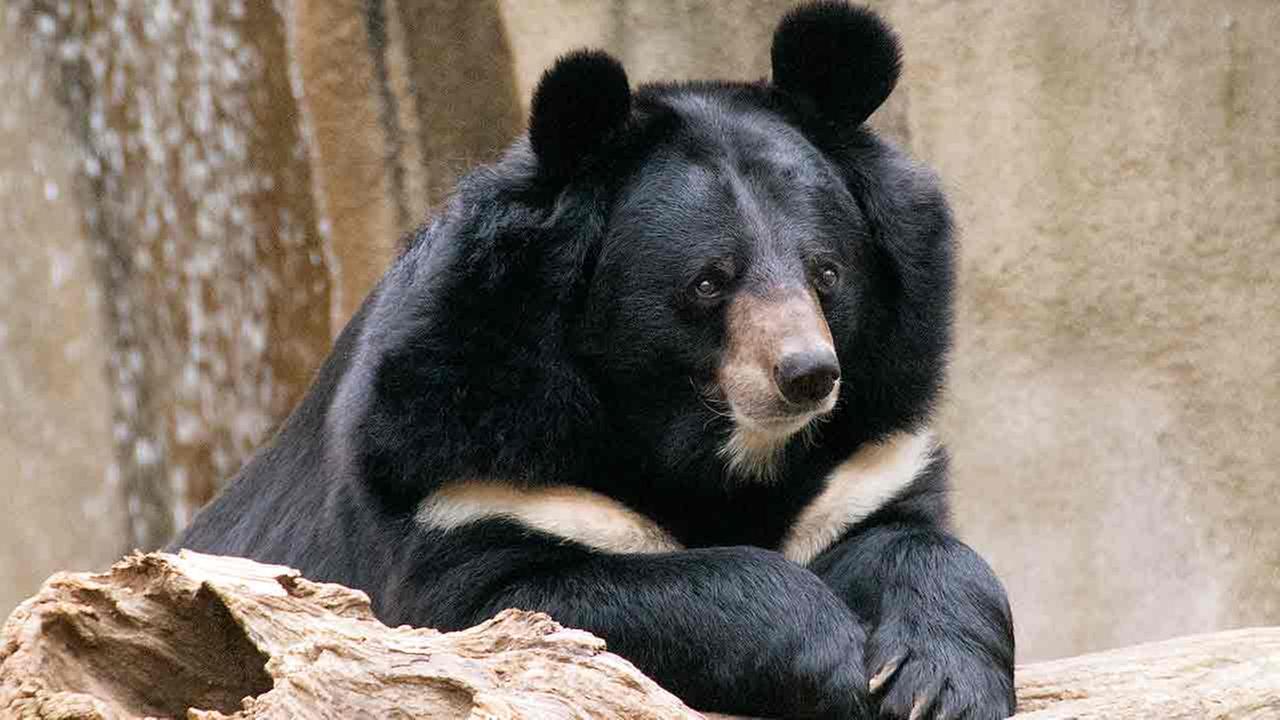 En la nota idiota del día: Una familia crió a un oso creyendo que era un perro