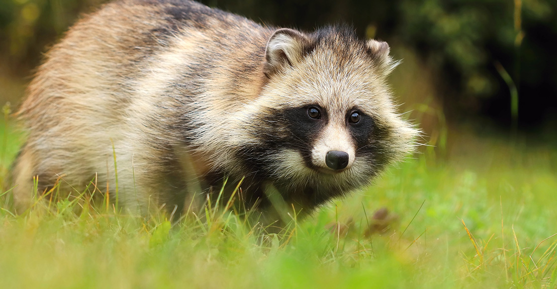 Perros Tiernos Home Facebook