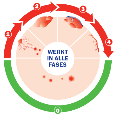 Er Zijn 4 Fases Te Noemen In Een Levenscyclus Van Een Koortslip